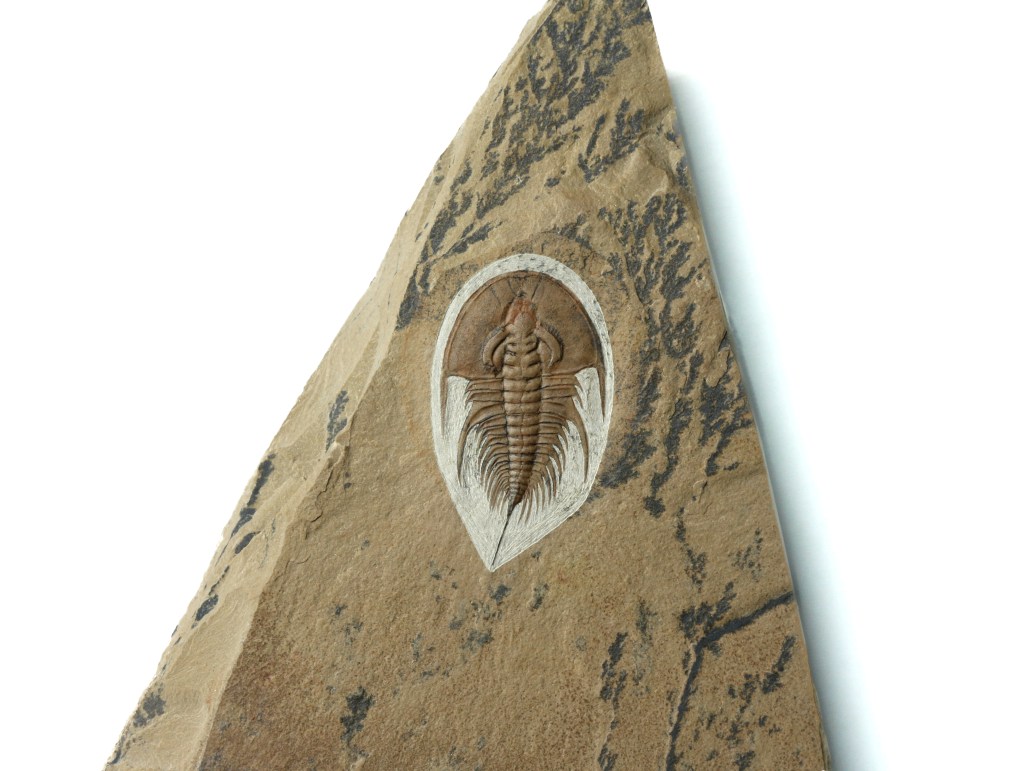 Olenellus chiefensis