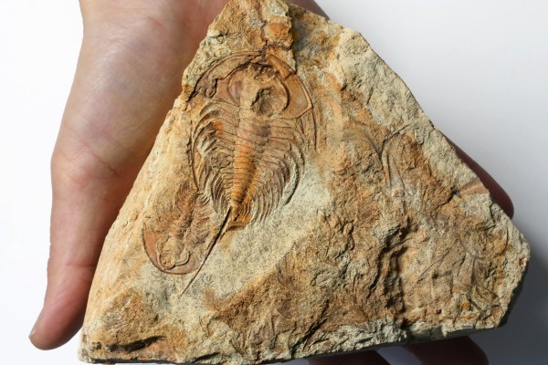 Huge 8.2cm Teresellus goldfieldensis Trilobite - Double OUT OF STOCK