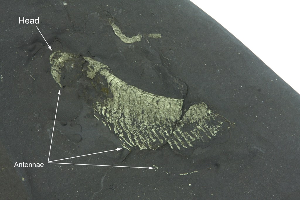 Beecher's Trilobite Bed Arthropod