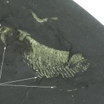 Beecher's Trilobite Bed Arthropod