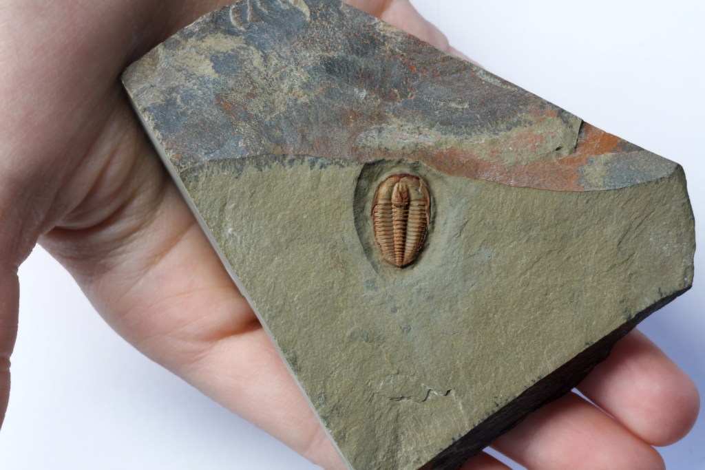 Eokochaspis nodosa