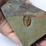 Eokochaspis nodosa