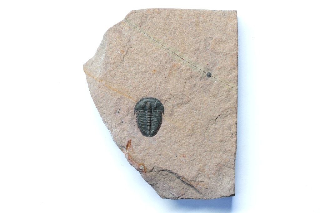 Elrathia kingii