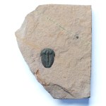 Elrathia kingii
