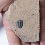 Elrathia kingii