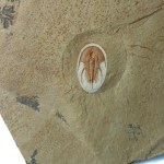 Olenellus chiefensis