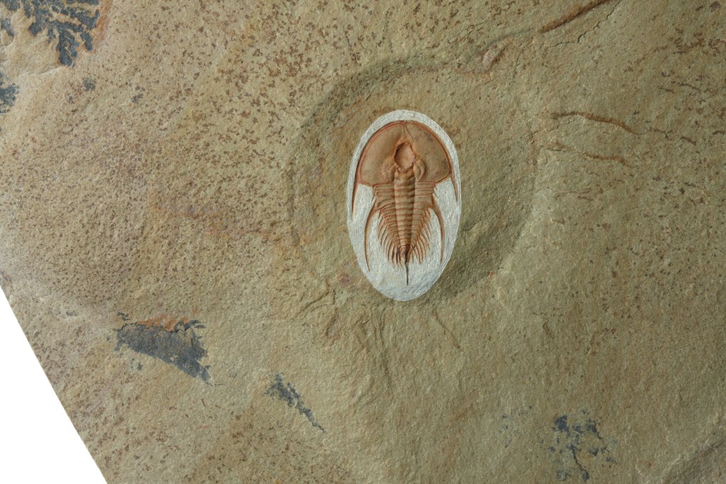Olenellus chiefensis