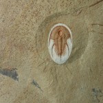 Olenellus chiefensis