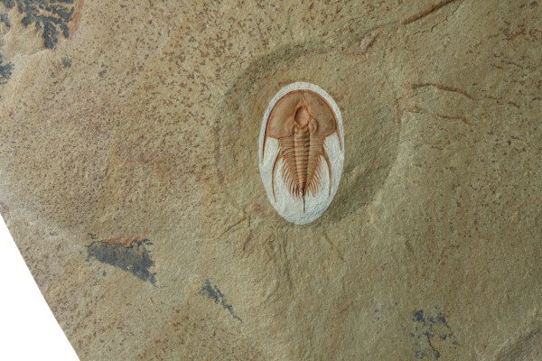 Olenellus chiefensis