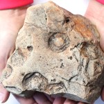 Ediacaran Fauna - Large Aspidella