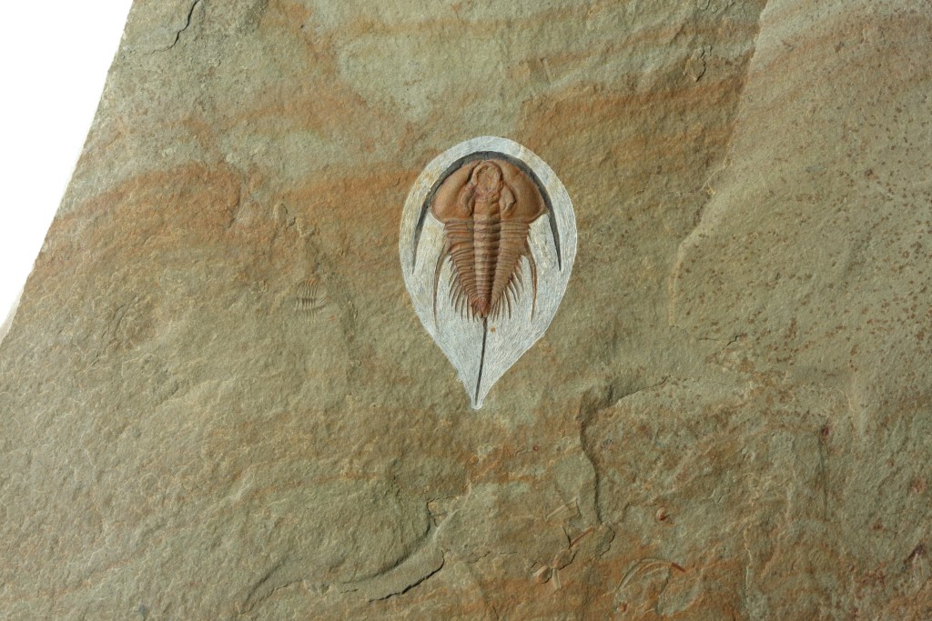 Olenellus gilberti