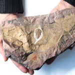 Olenellus terminatus