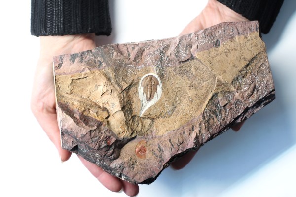 Olenellus terminatus