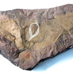 Olenellus terminatus