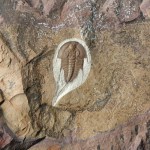 Olenellus terminatus