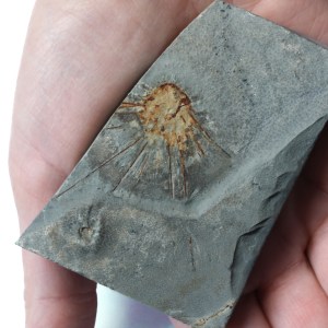 Choia carteri Cambrian fossil sponge
