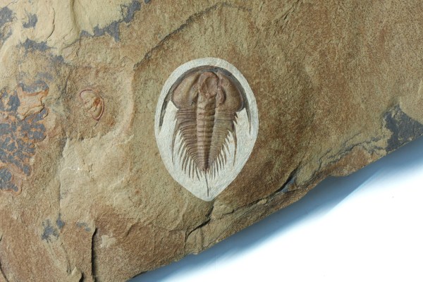 Olenellus gilberti