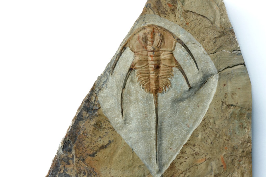 Bristolia bristolensis