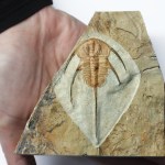 Bristolia bristolensis