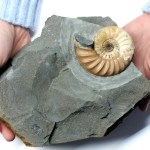 Asteroceras confusum