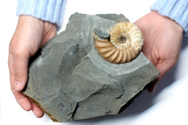 Asteroceras confusum