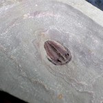 Bolaspidella housensis