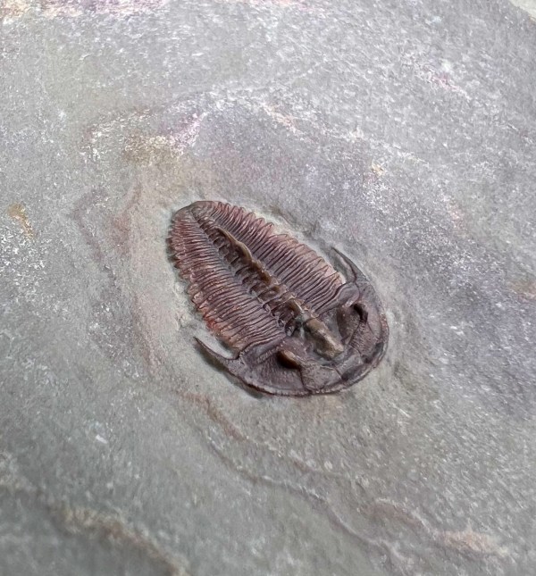 Bolaspidella housensis