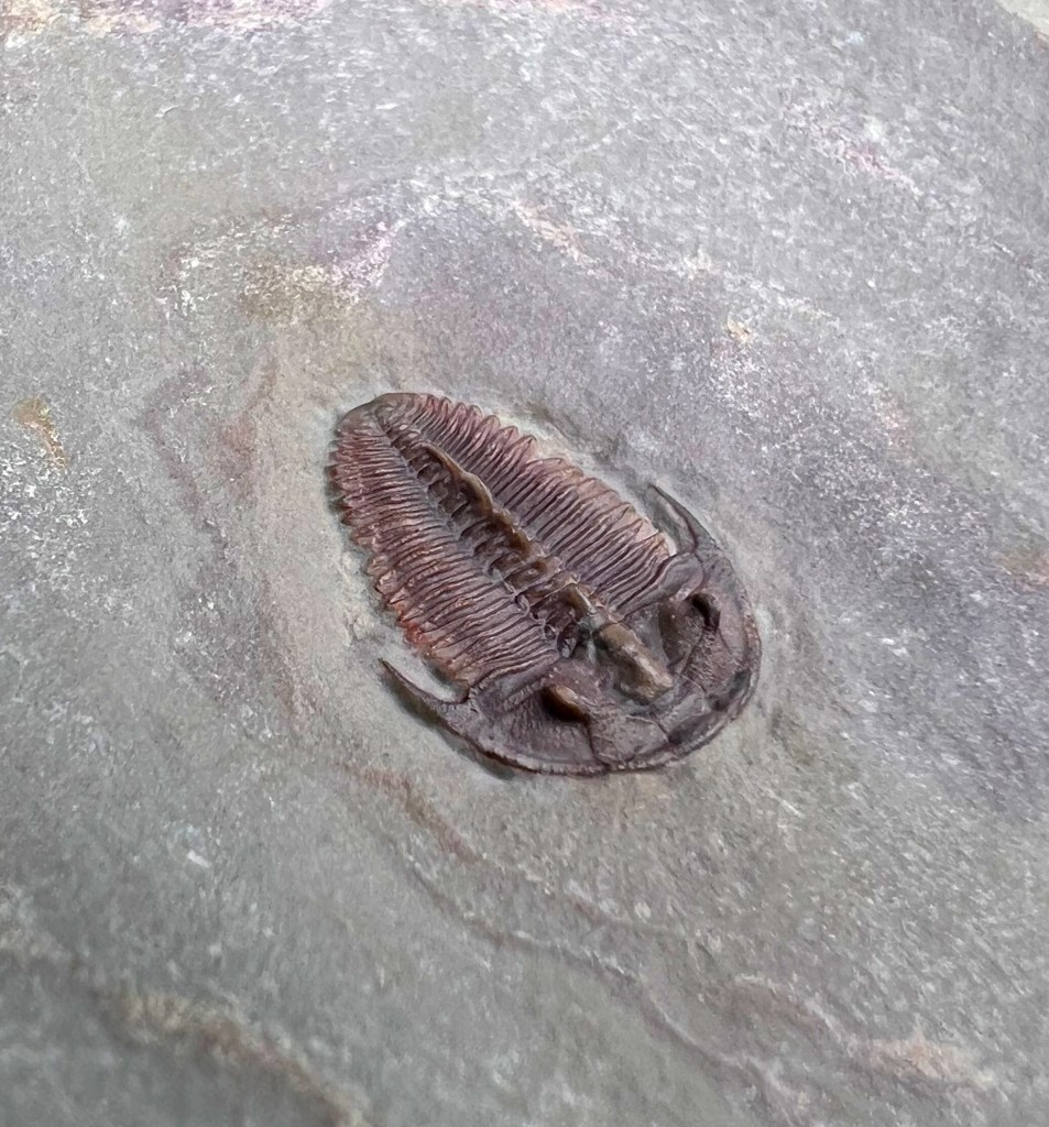 Bolaspidella housensis