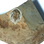 Nephrolenellus geniculatus trilobite for sale