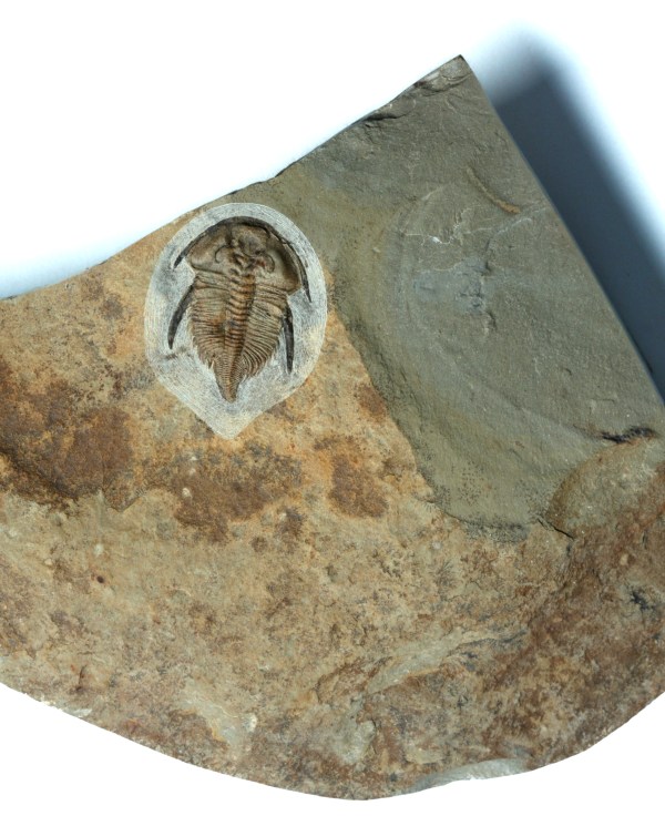 Nephrolenellus geniculatus trilobite for sale