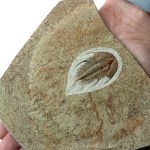 Olenellus chiefensis