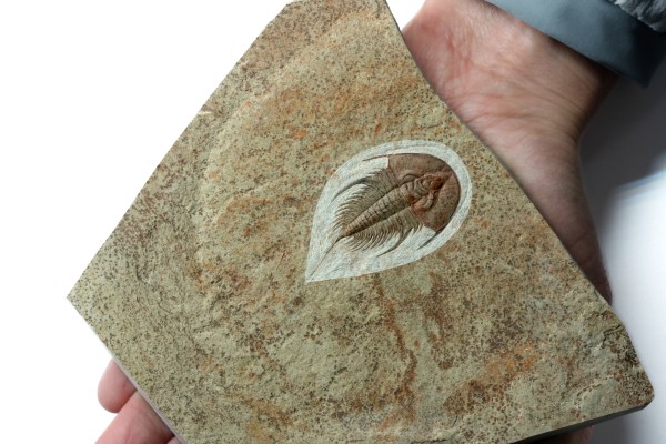 Olenellus chiefensis