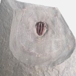 Bolaspidella housensis