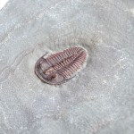 Bolaspidella housensis
