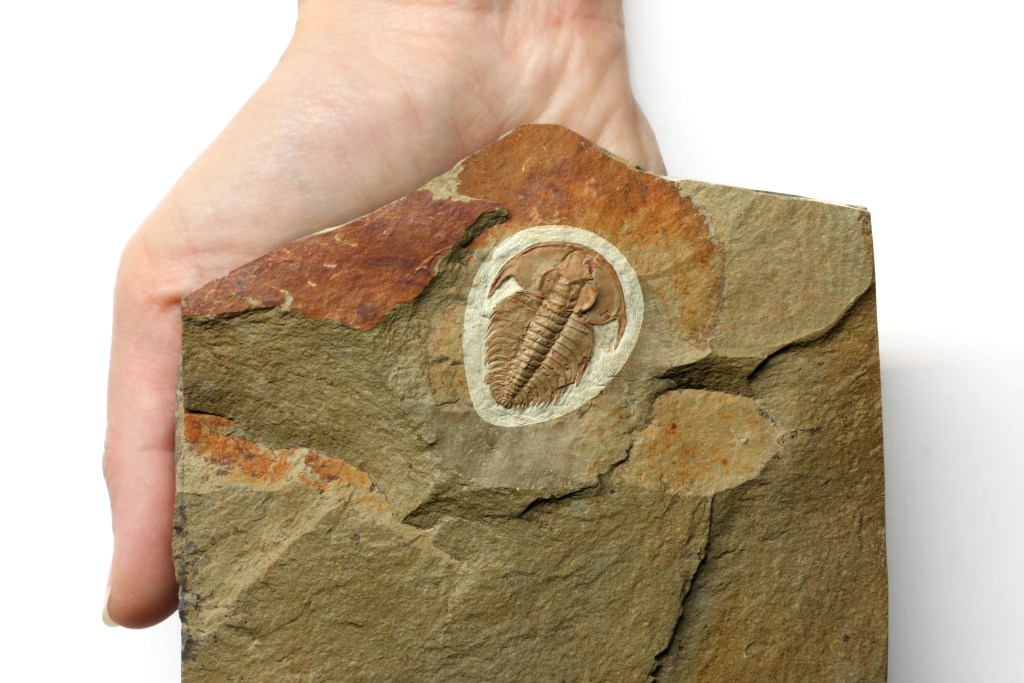 Eofallotaspis trilobite