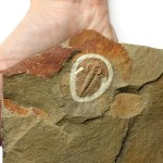 Eofallotaspis trilobite