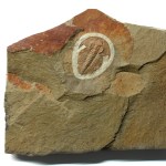 Eofallotaspis trilobite