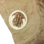 Amplifallotaspis - Eofallotaspis