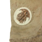 Amplifallotaspis - Eofallotaspis