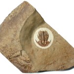 Amplifallotaspis - Eofallotaspis