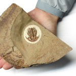 Amplifallotaspis - Eofallotaspis