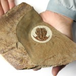 Amplifallotaspis - Eofallotaspis