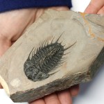 Olenoides trilobite