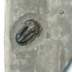 Asaphiscus trilobite