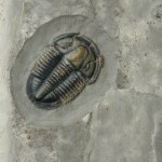 Asaphiscus trilobite