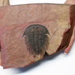 Nevada trilobite