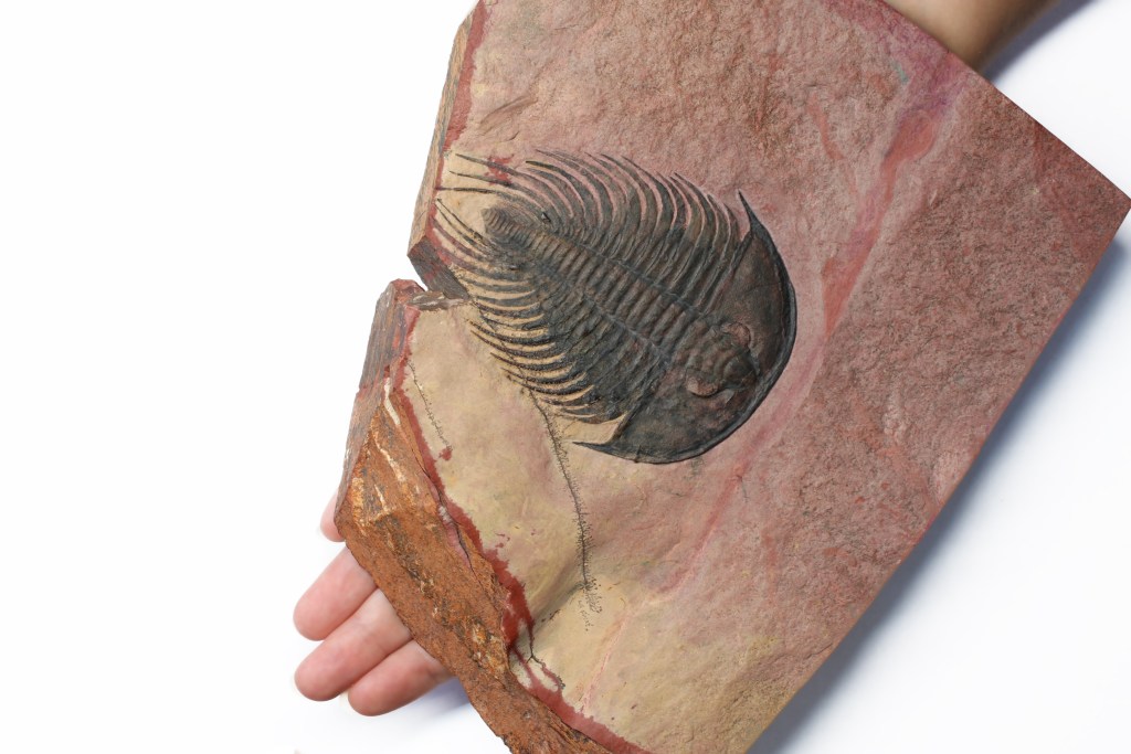 Nevada trilobite