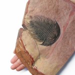 Nevada trilobite