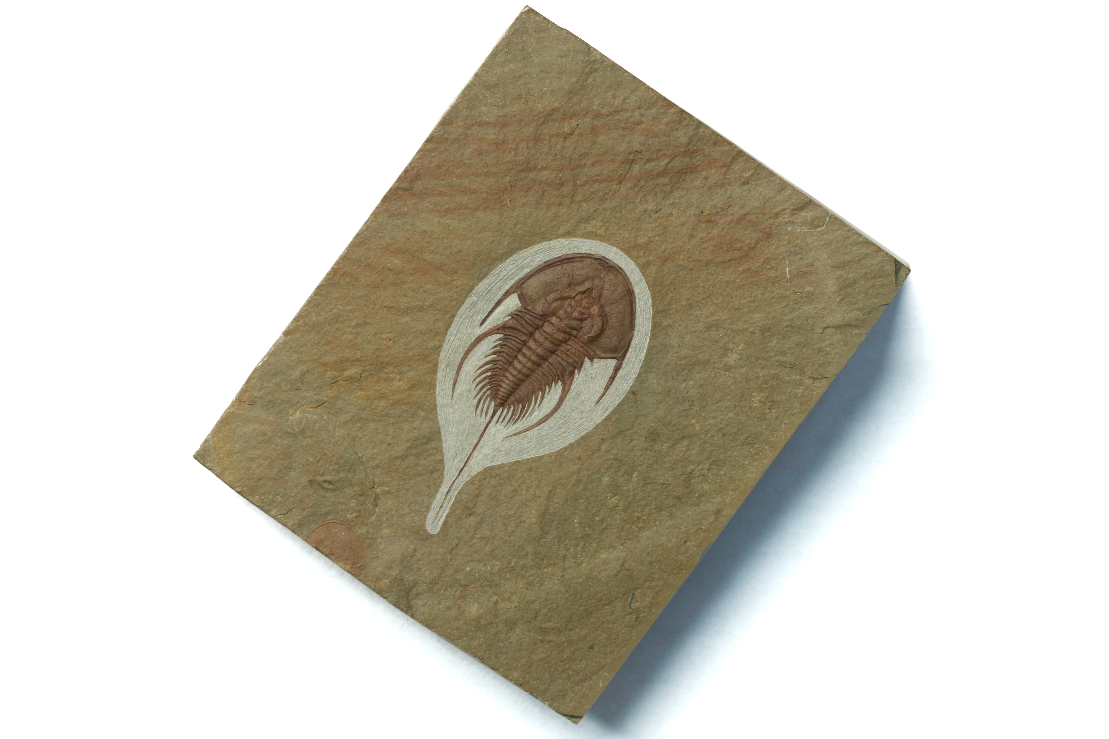 Olenellus chiefensis trilobite