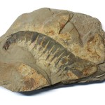 Anomalocaris appendage